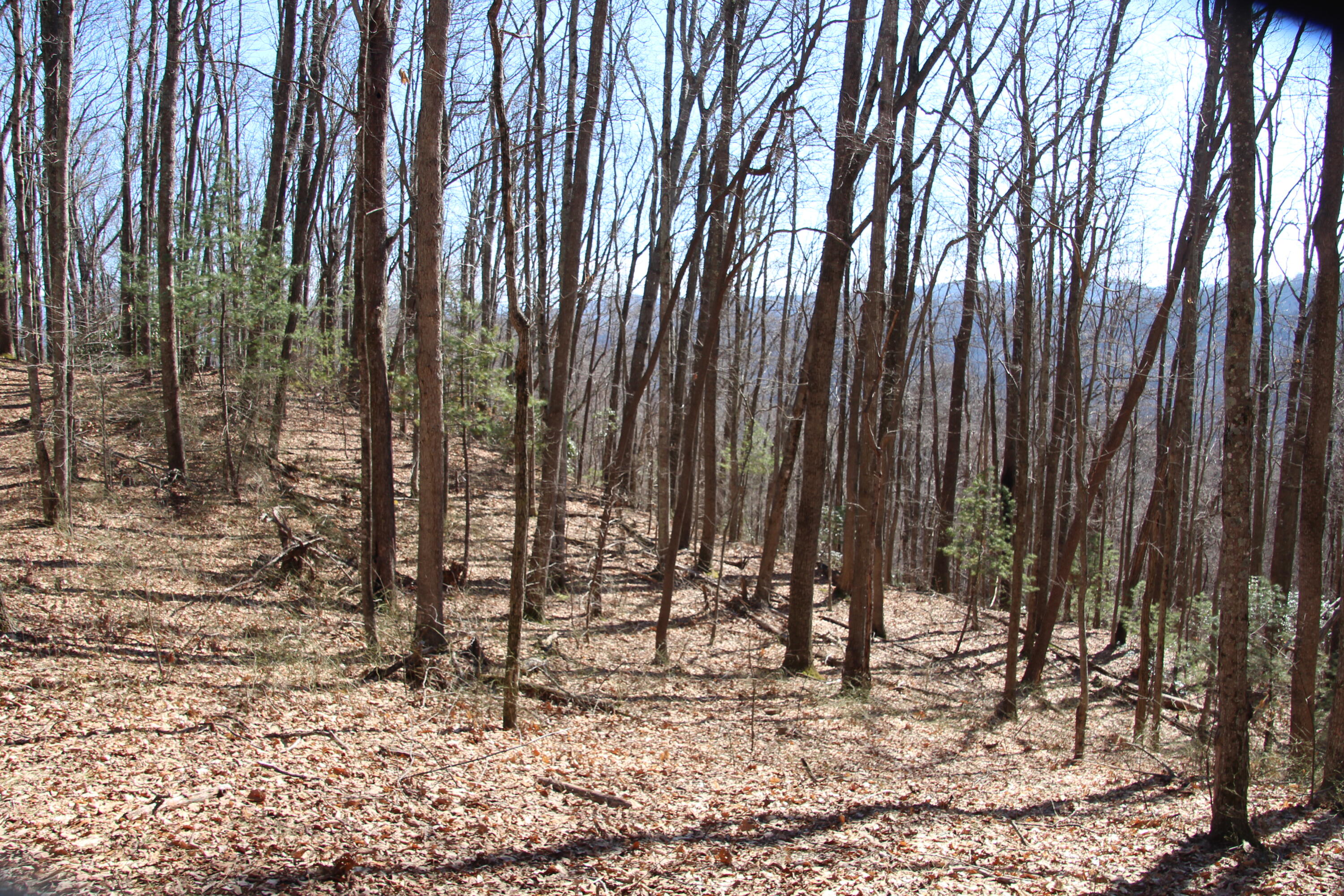 000 Heaton Branch Road, Butler, Tennessee image 5