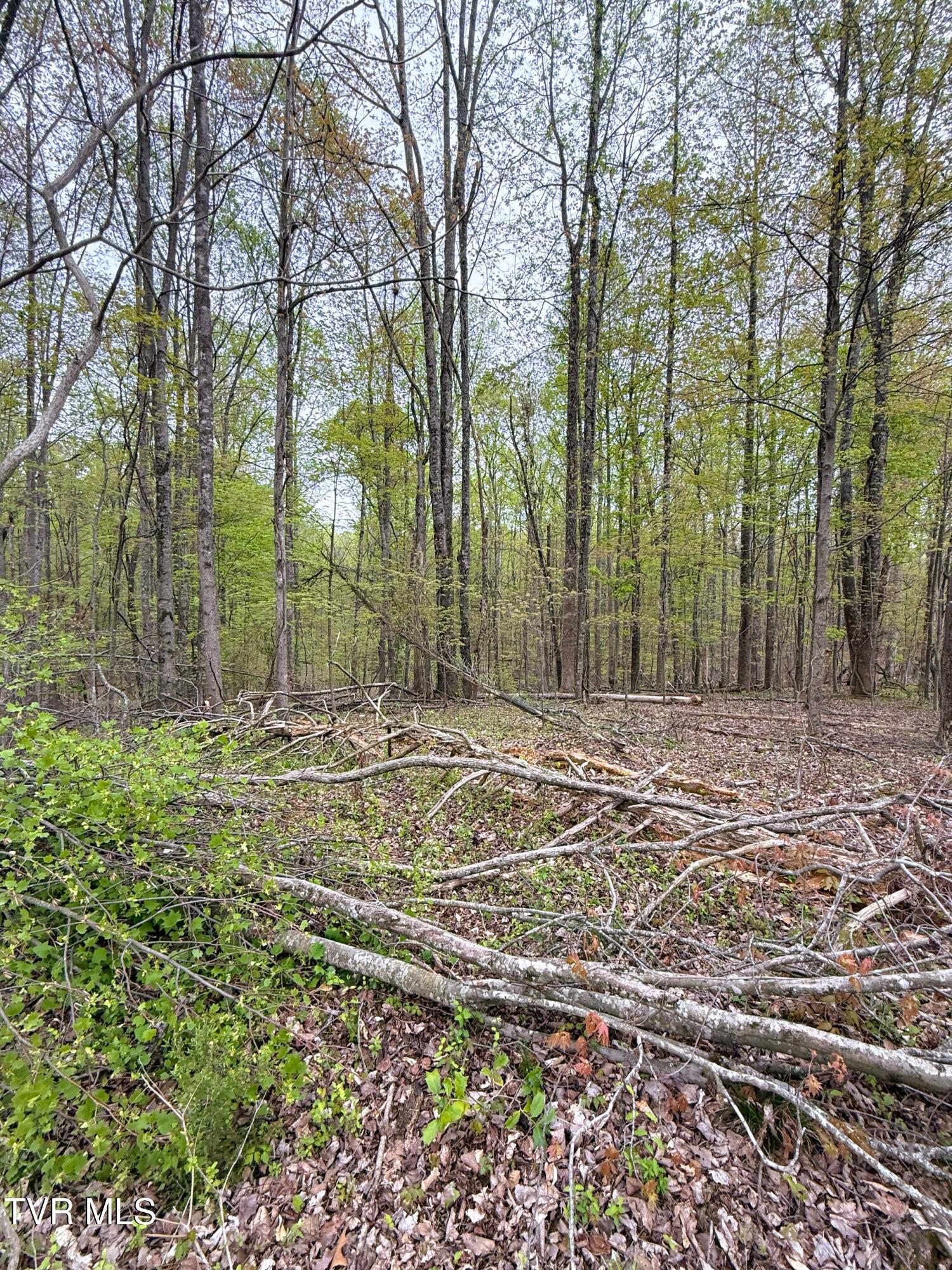 116 Tranbarger Road, Mount Carmel, Tennessee image 17