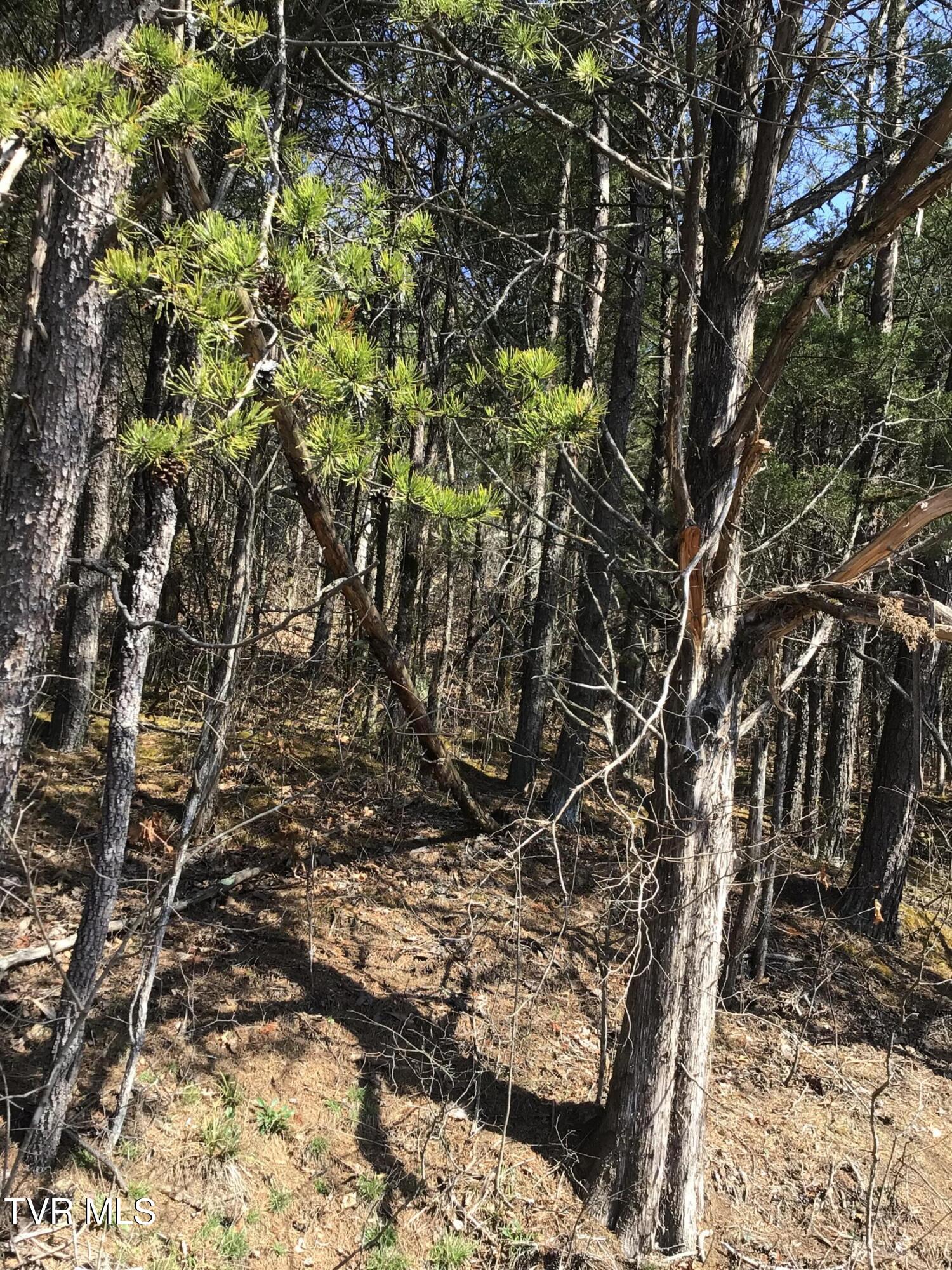 5 Andrew Johnson Highway, Bulls Gap, Tennessee image 10