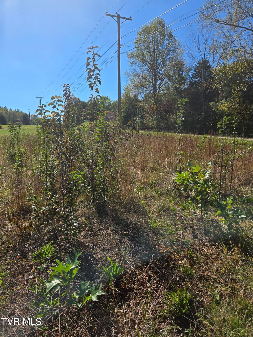 Photo of 3593 Highway 390, Bluff City, TN 37618 (MLS # 9987081)