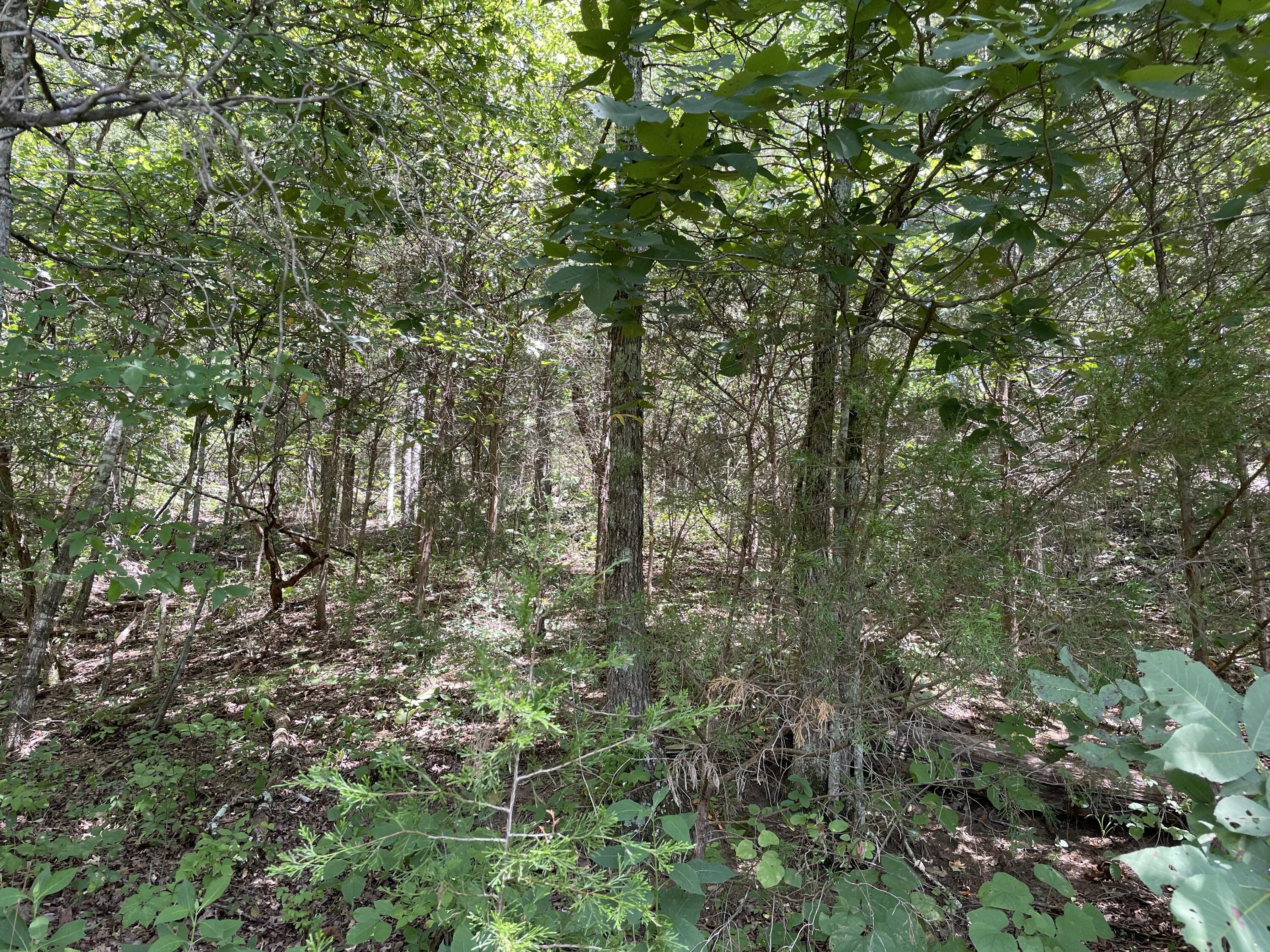 102 Lakeshore Way, Newport, Tennessee image 6