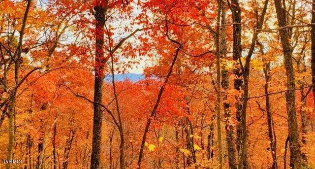 3670 Ravens Nest Branch Road, Cedar Bluff, Virginia image 7