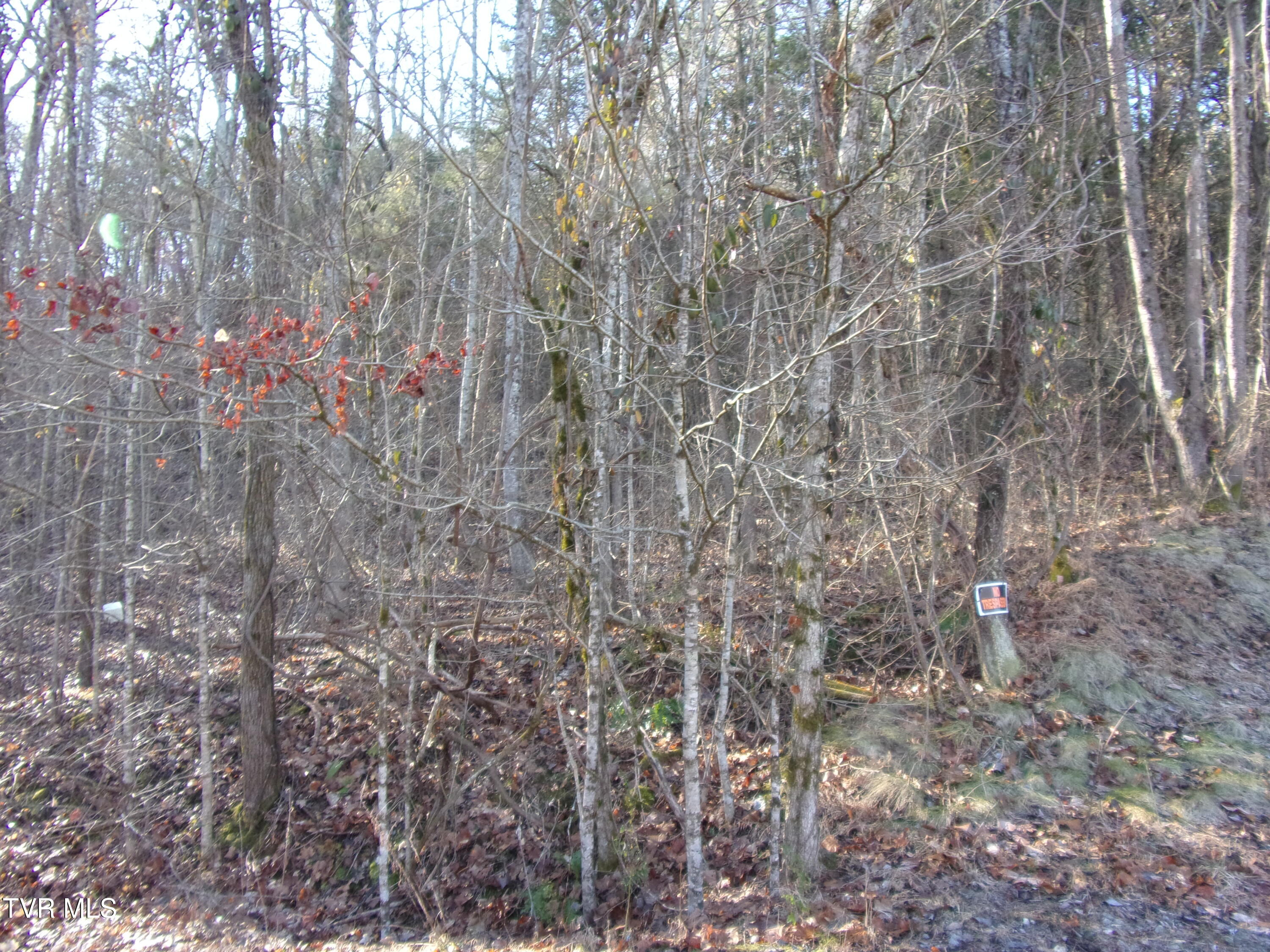 8615 Warrensburg Rd, Mosheim, Tennessee image 8