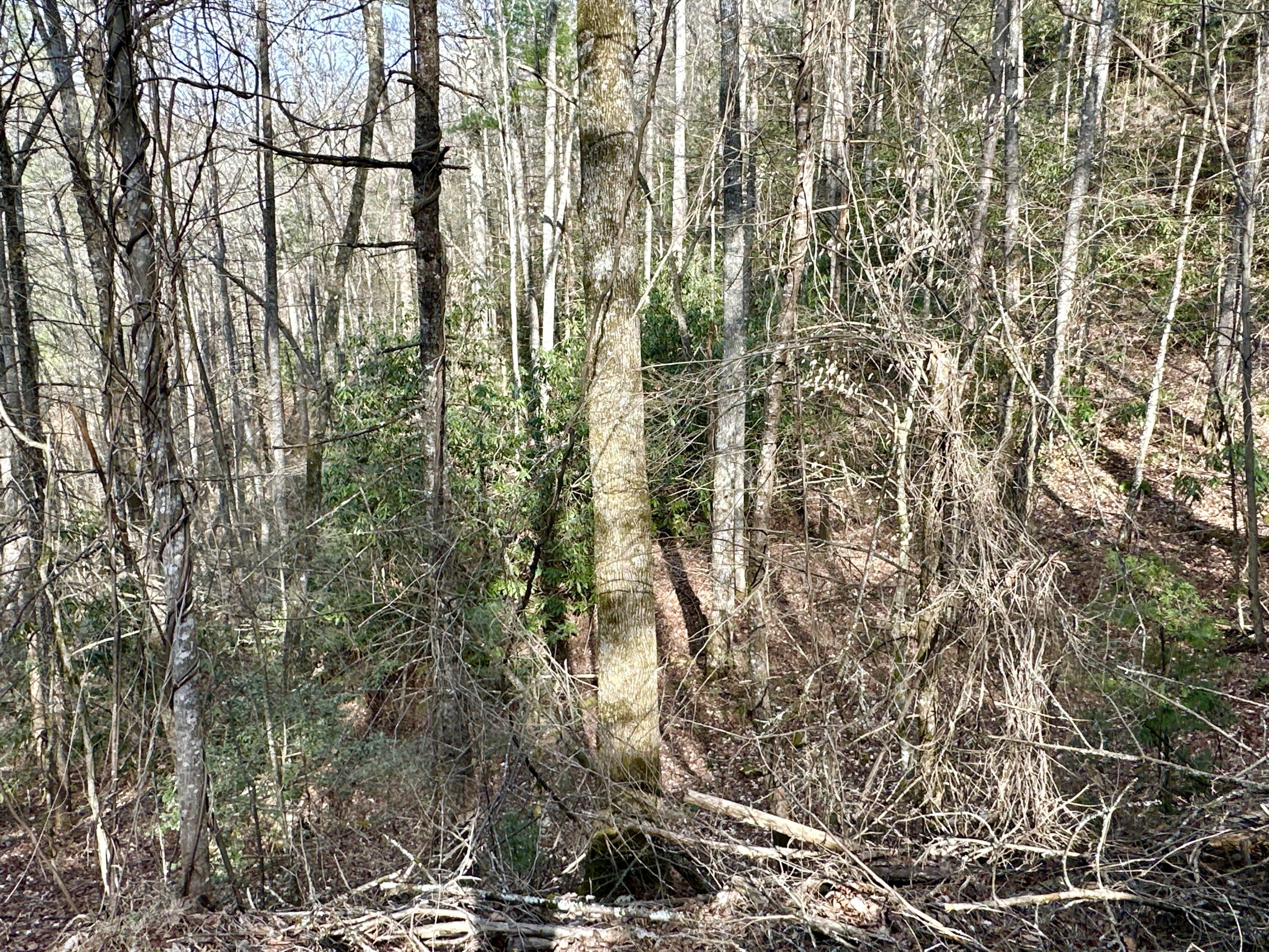 Lot 28 Clydesdale Way, Del Rio, Tennessee image 5