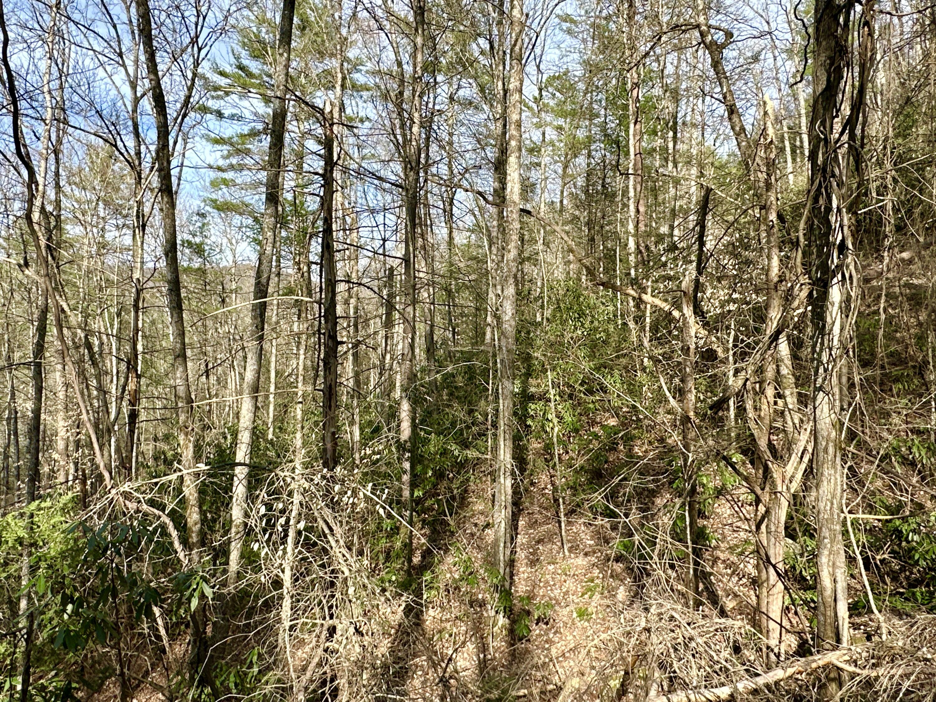 Lot 28 Clydesdale Way, Del Rio, Tennessee image 4