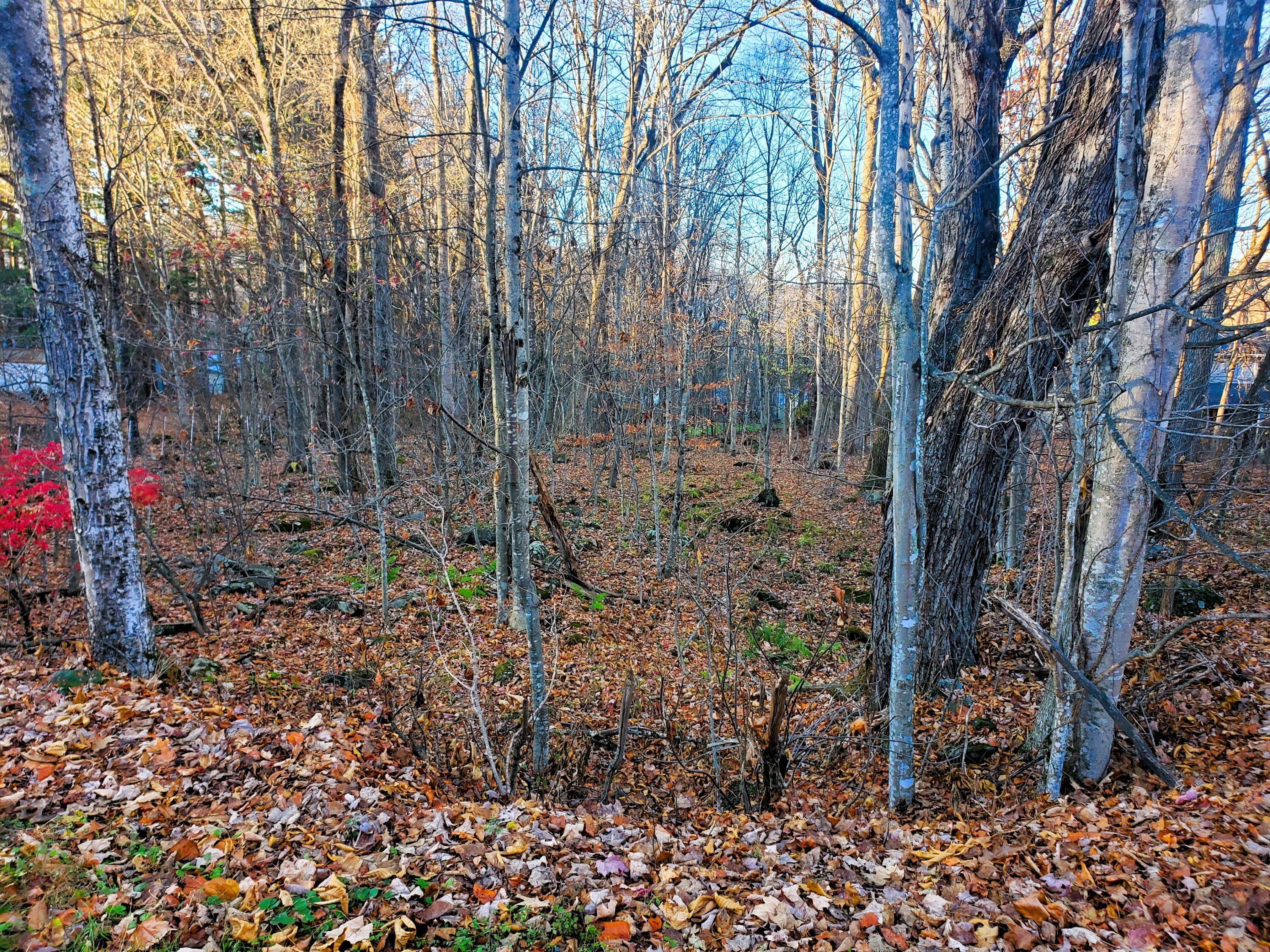000 Toms Creek Drive, Roan Mountain, Tennessee image 7