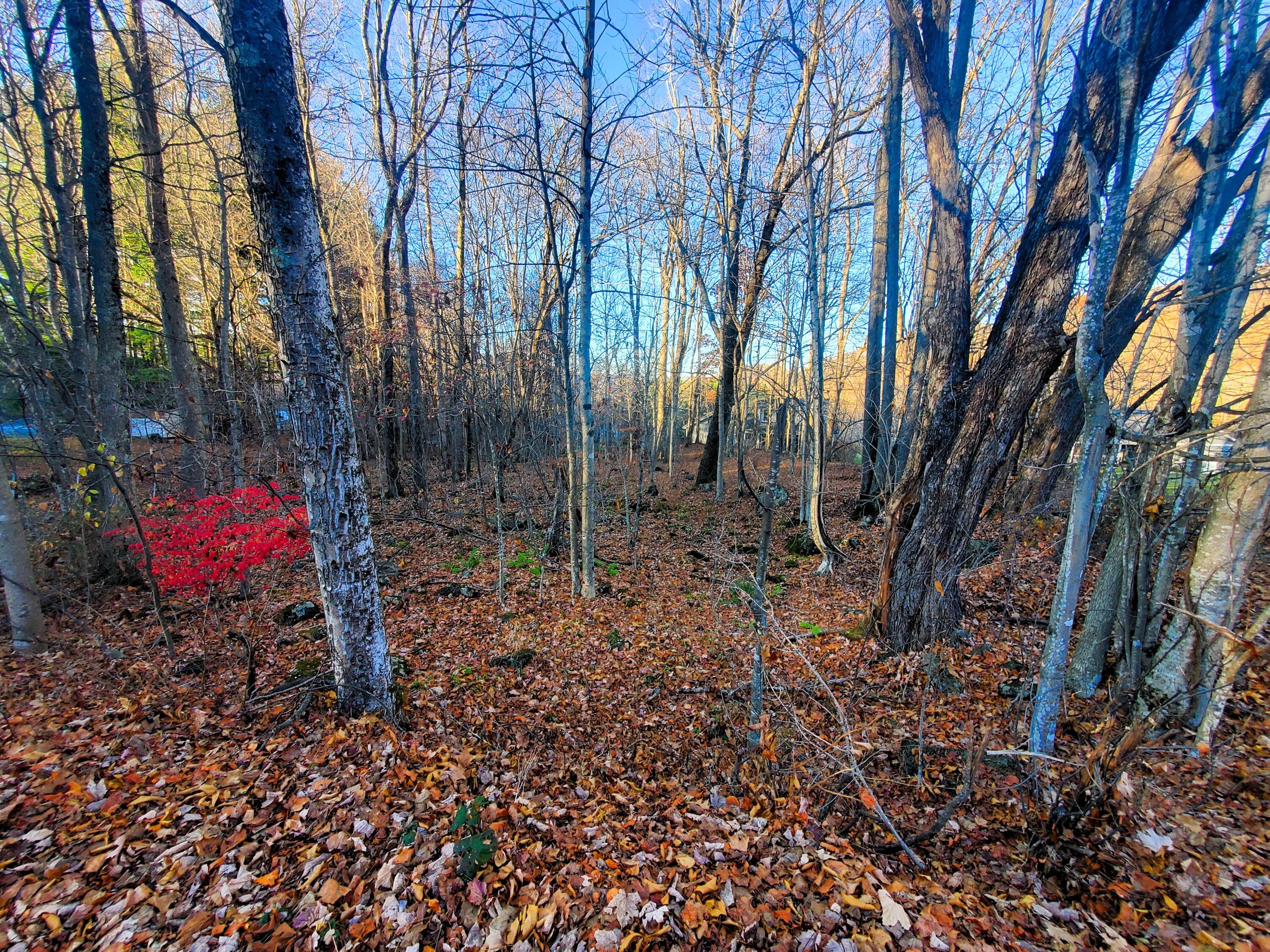 000 Toms Creek Drive, Roan Mountain, Tennessee image 4