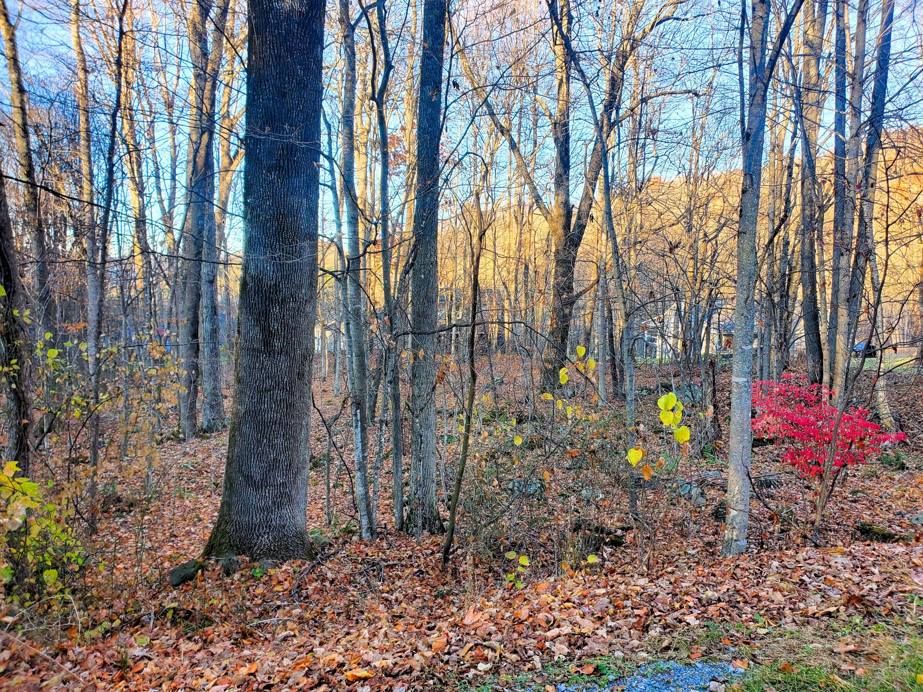 000 Toms Creek Drive, Roan Mountain, Tennessee image 3