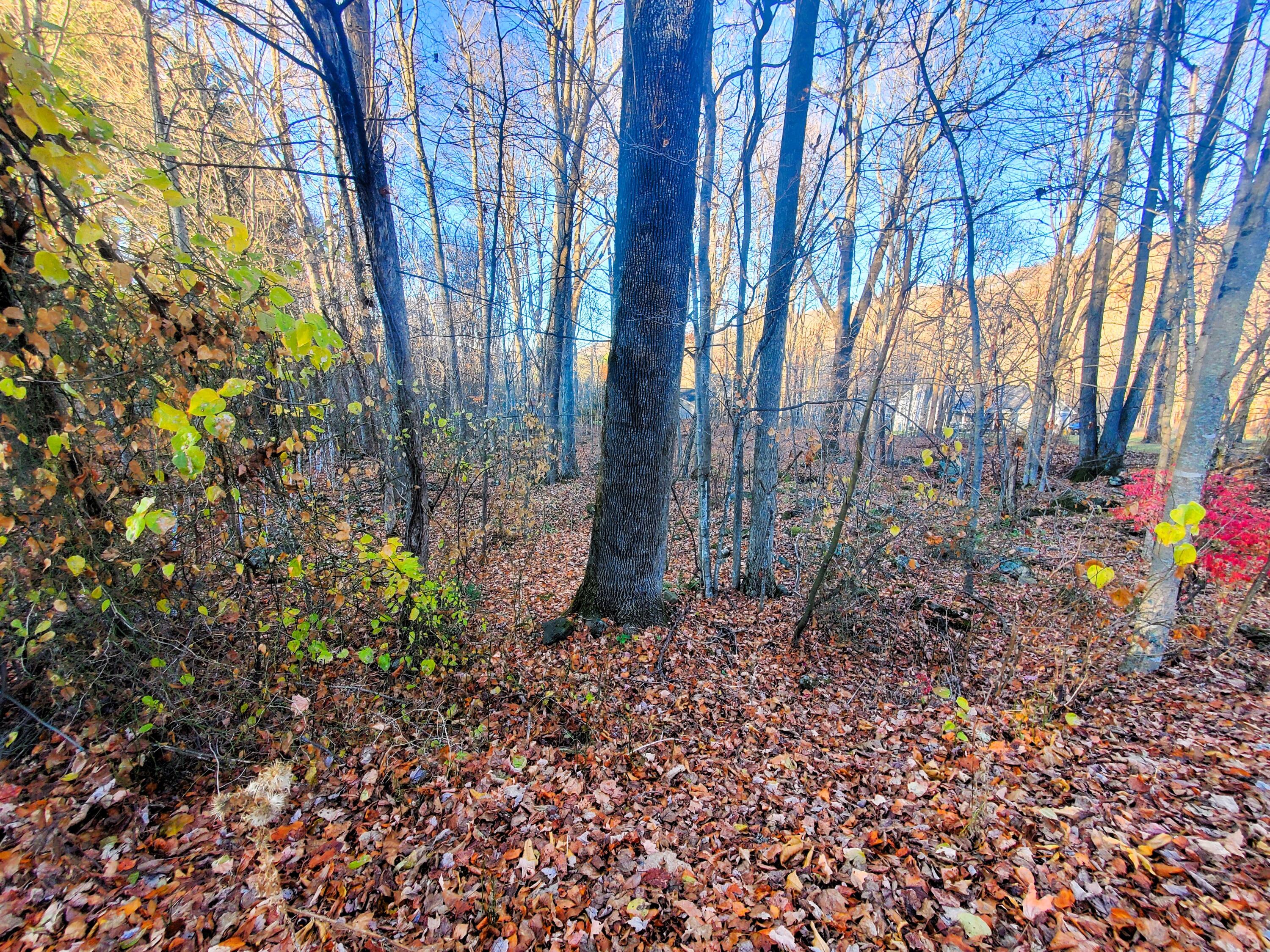 000 Toms Creek Drive, Roan Mountain, Tennessee image 8