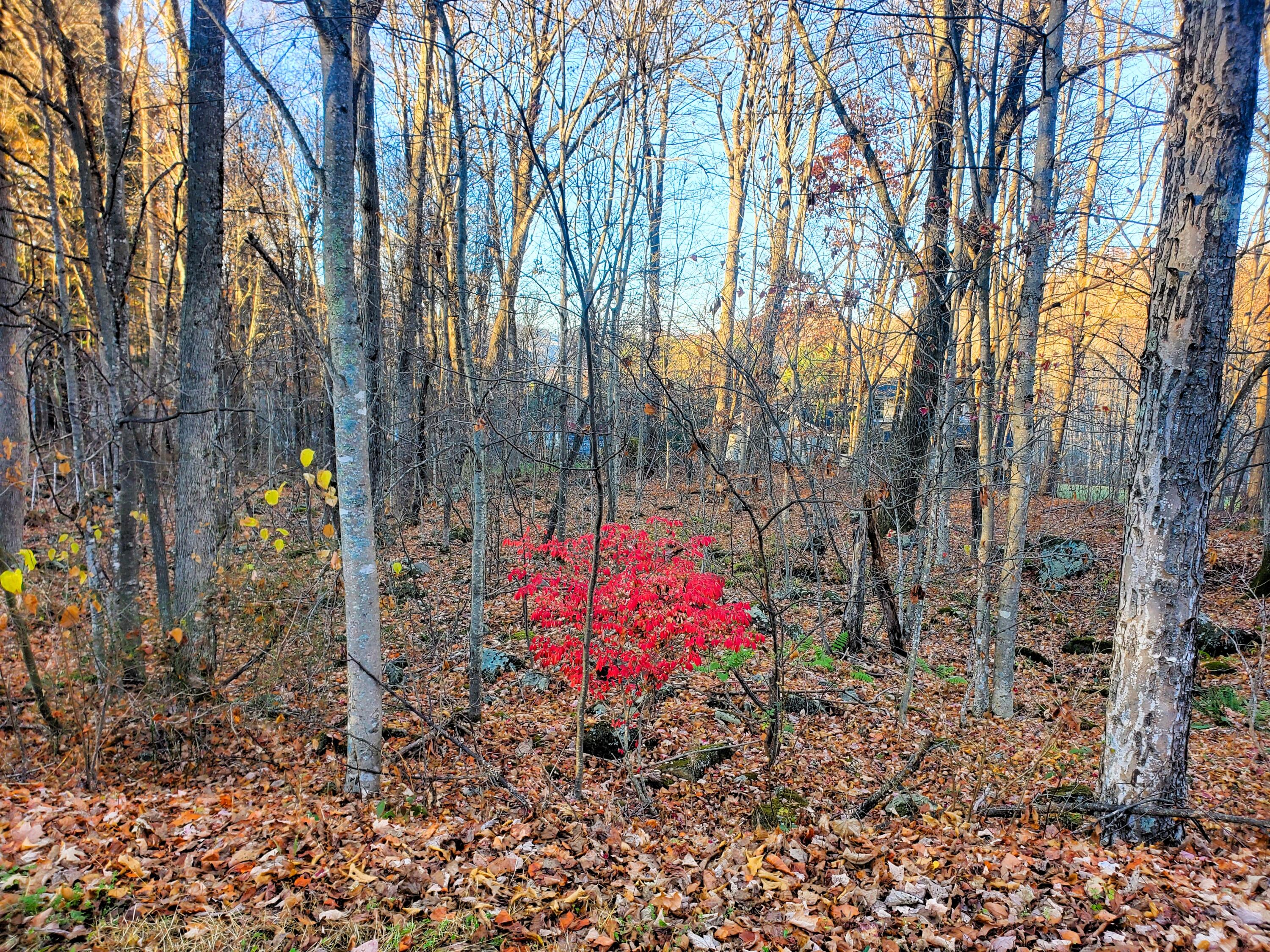 000 Toms Creek Drive, Roan Mountain, Tennessee image 9