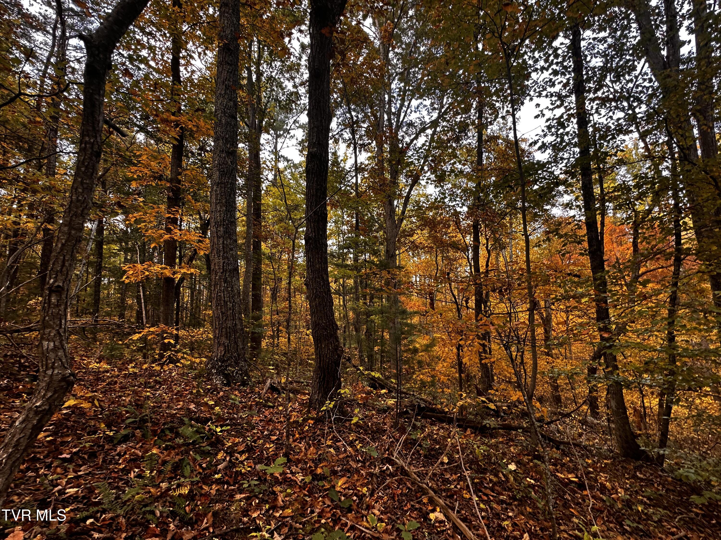 Tbd Promiseland Way, Greeneville, Tennessee image 14