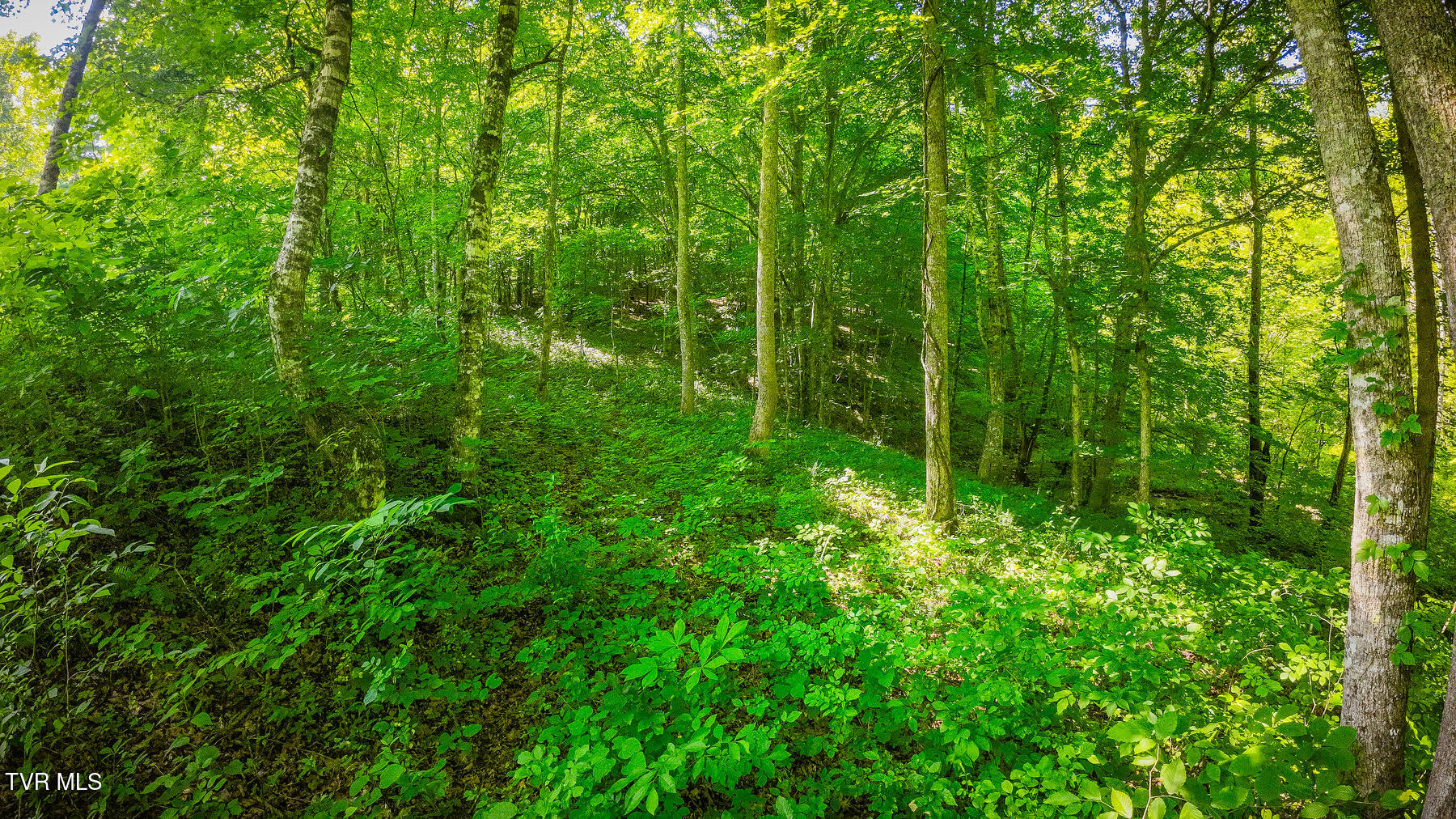 Tbd Eb Hollow Road, Eidson, Tennessee image 8