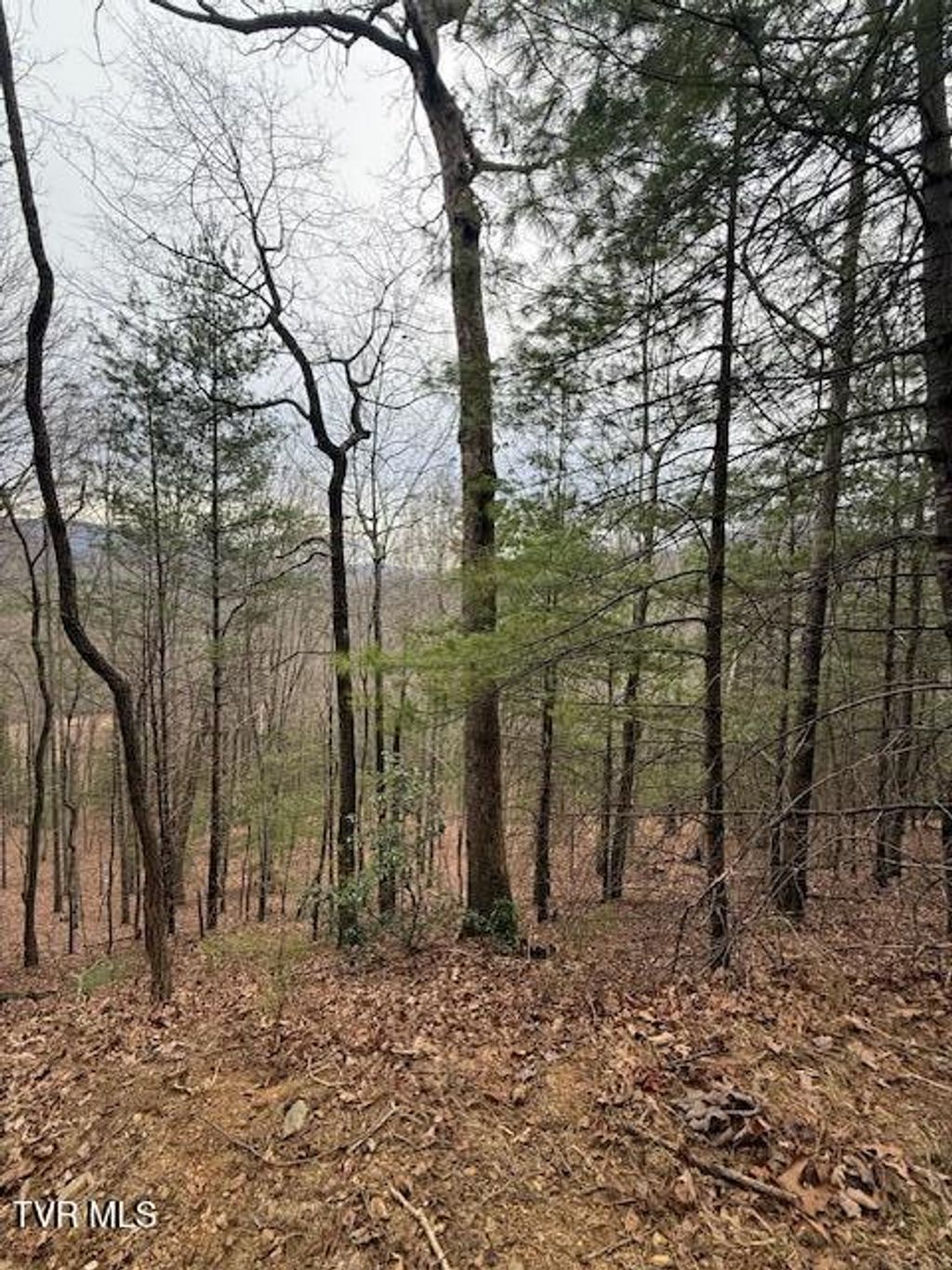 Photo of Tbd Ray Kegley Road, Erwin, TN 37650 (MLS # 9989716)