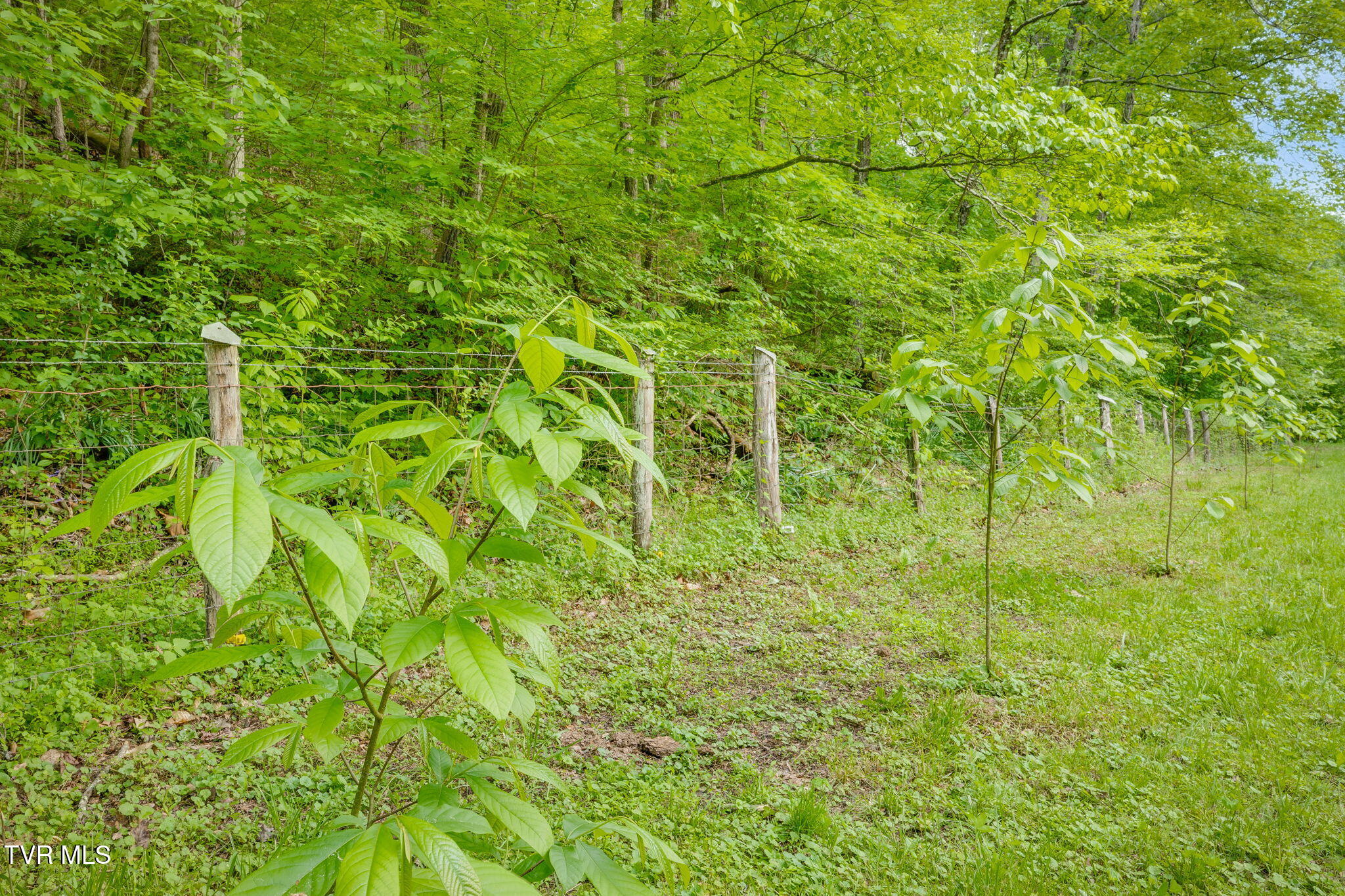 838 Longs Bend Road, Rogersville, Tennessee image 32