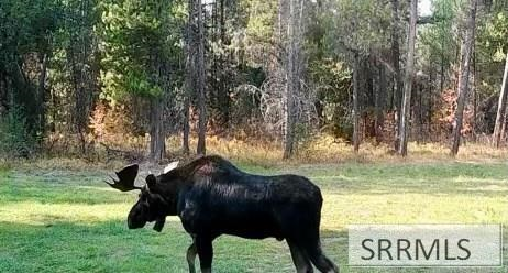 TBD Annies Landing, ASHTON, Idaho image 37