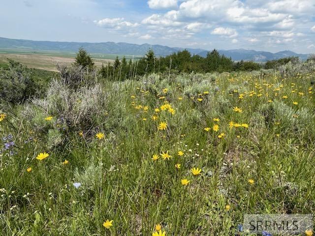 60.8 AC Swan Valley Hwy, RIRIE, Idaho image 3