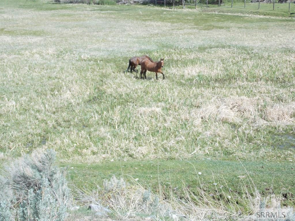 TBD Fife Lane, SALMON, Idaho image 9