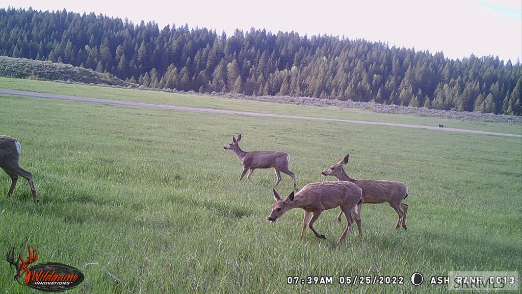 1650 Renegade Fly Drive, ASHTON, Idaho image 17