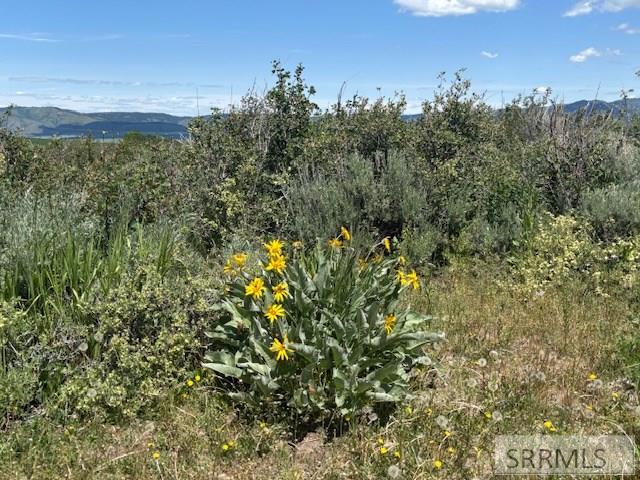 60.8 Acr Swan Valley Hwy, RIRIE, Idaho image 17
