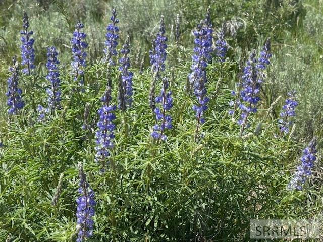 60.8 Acr Swan Valley Hwy, RIRIE, Idaho image 42