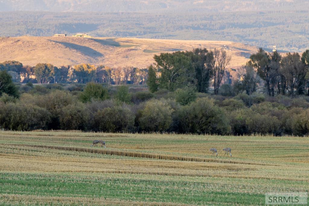 TBD Eddyline Dr, TETONIA, Idaho image 16