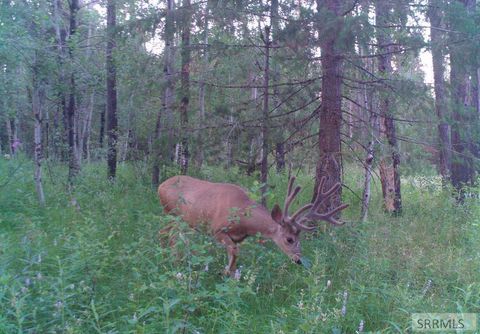 Vacant Land For Sale - 1597 Annies Landing<br/> Fremont County, ASHTON, ID 83420