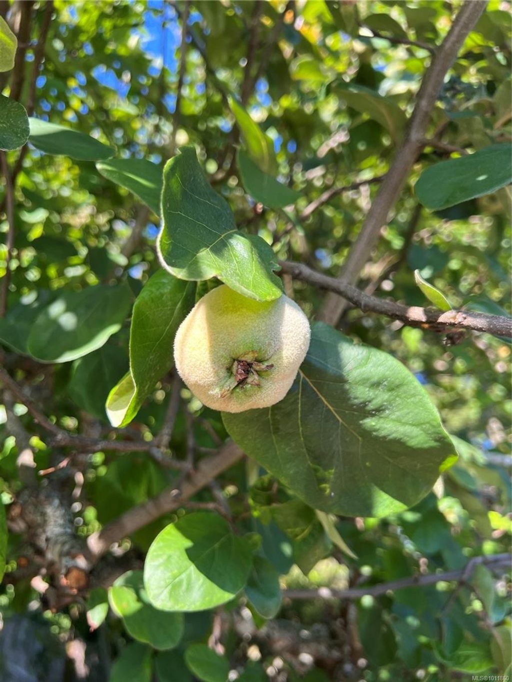 listing image 16045368735765850938