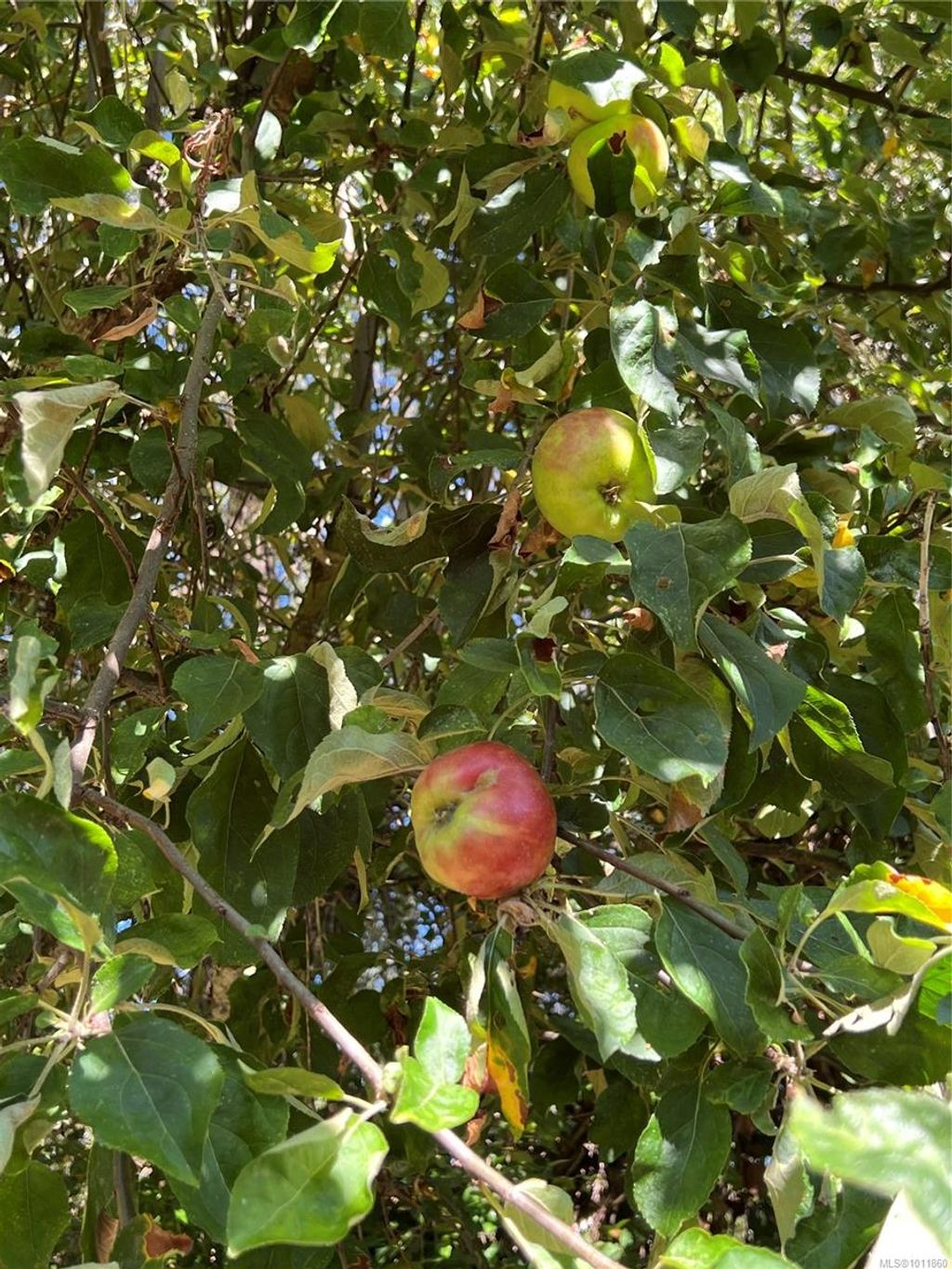 listing image 16041669086623170450