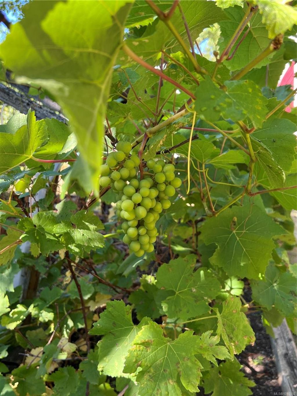 listing image 16044762669765824595