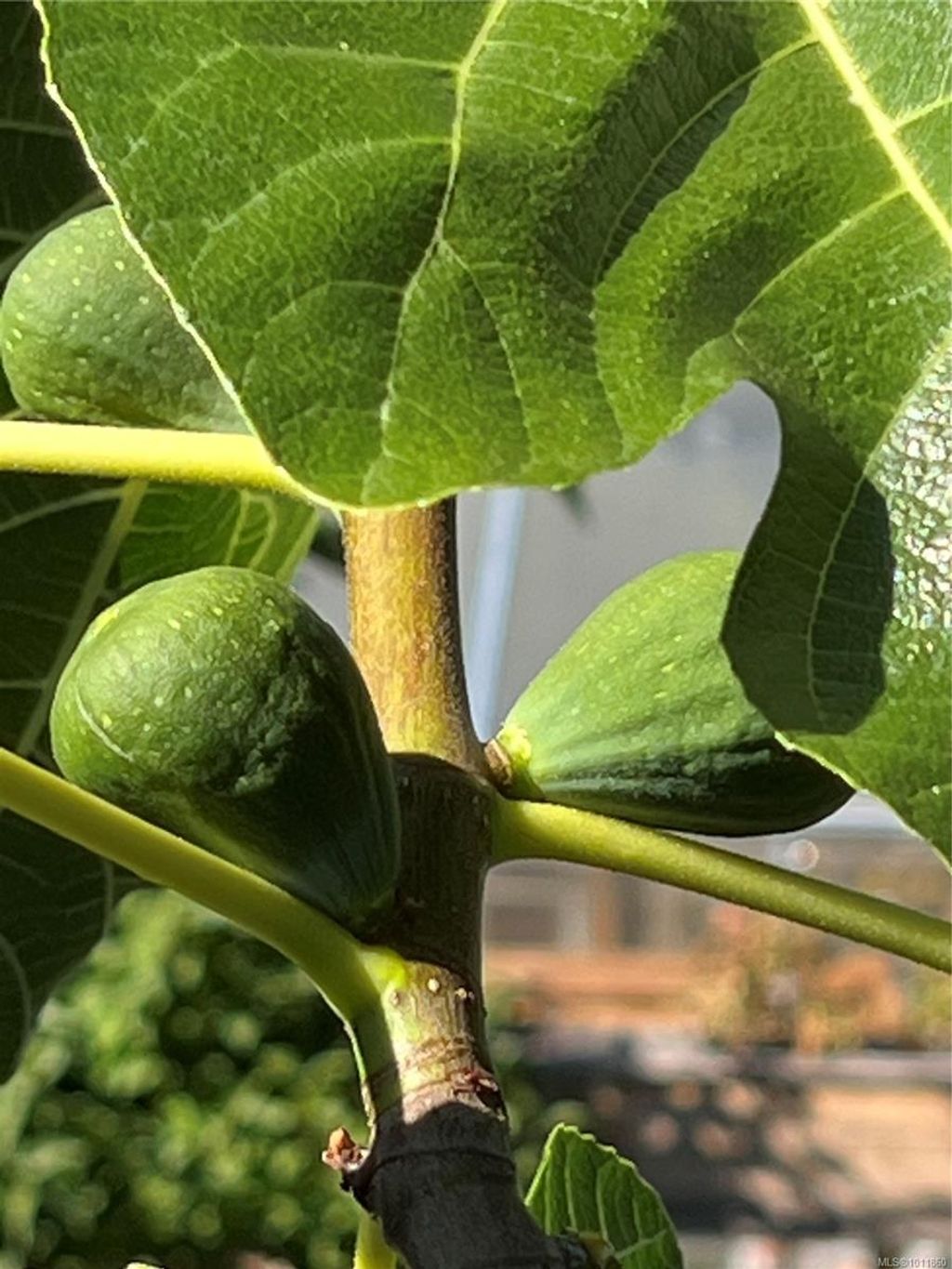 listing image 16048799135965535006