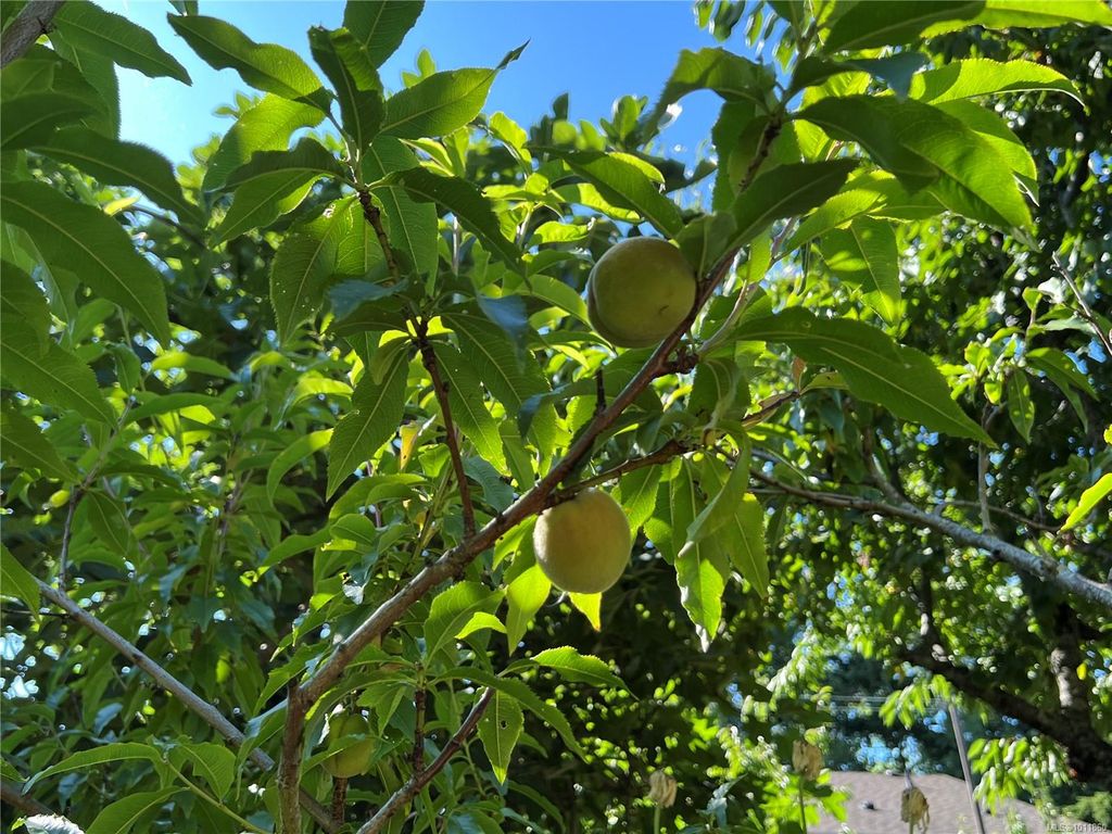 listing image 16040914600869878326