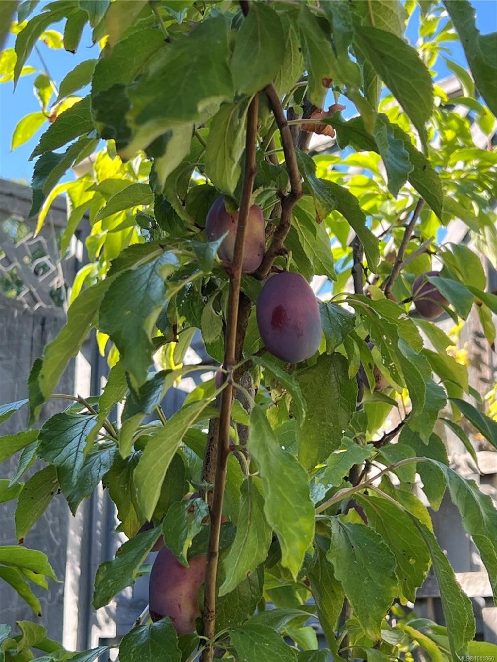 listing image 16042808564063252886