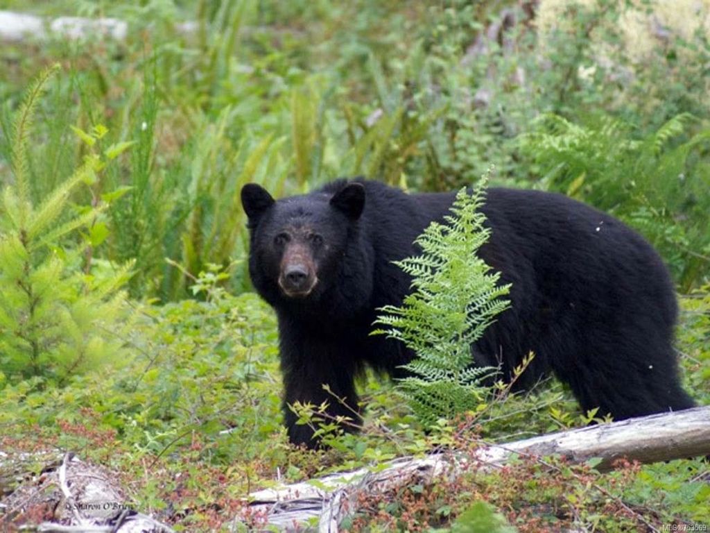 listing image 16045189499284725793