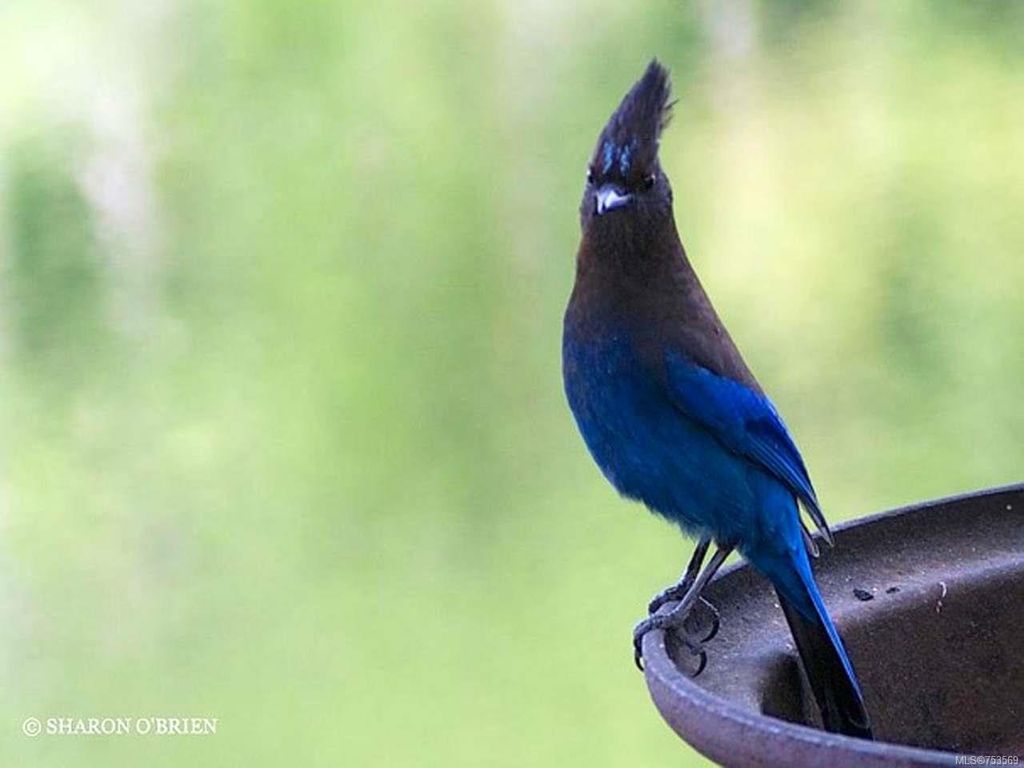 listing image 16044574199569947925