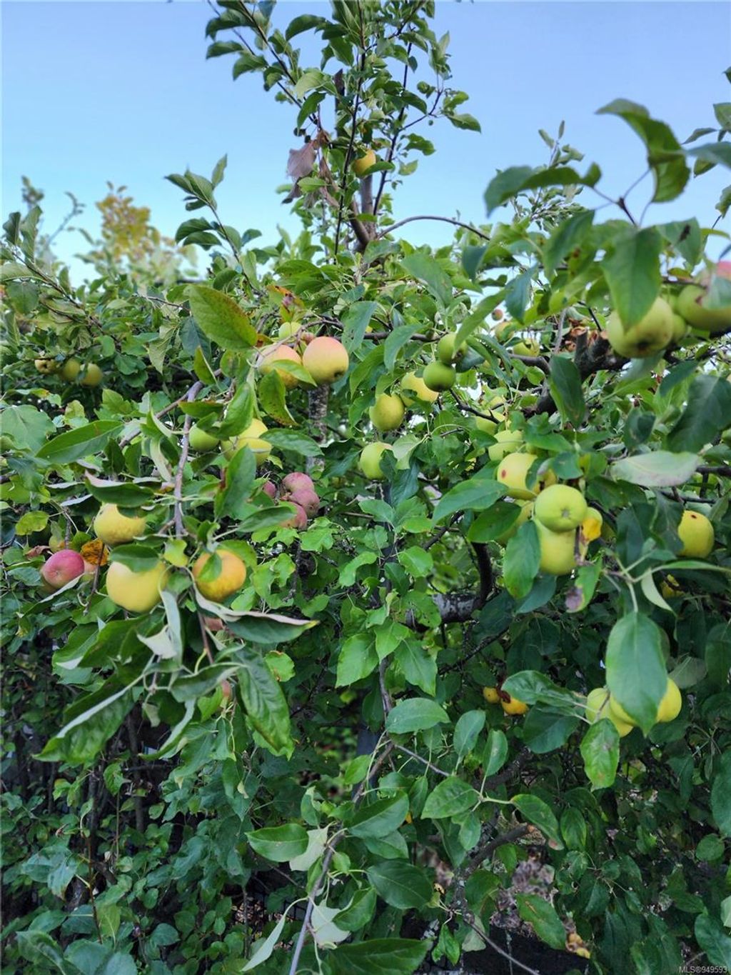 listing image 16049097472502377151