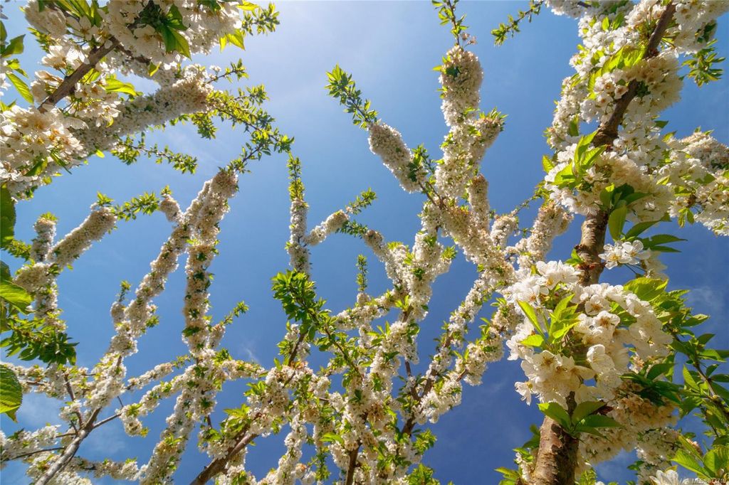 listing image 16043168083886653418