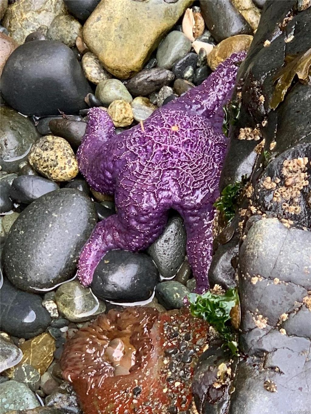 listing image 16049515526100839451