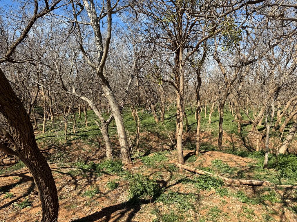 6482 County Rd 3105, Snyder, Texas image 15