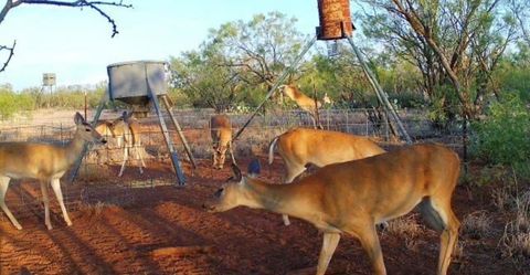 Vacant Land For Sale - 15008 County Rd 234<br/> Mitchell County, Westbrook, TX 79565