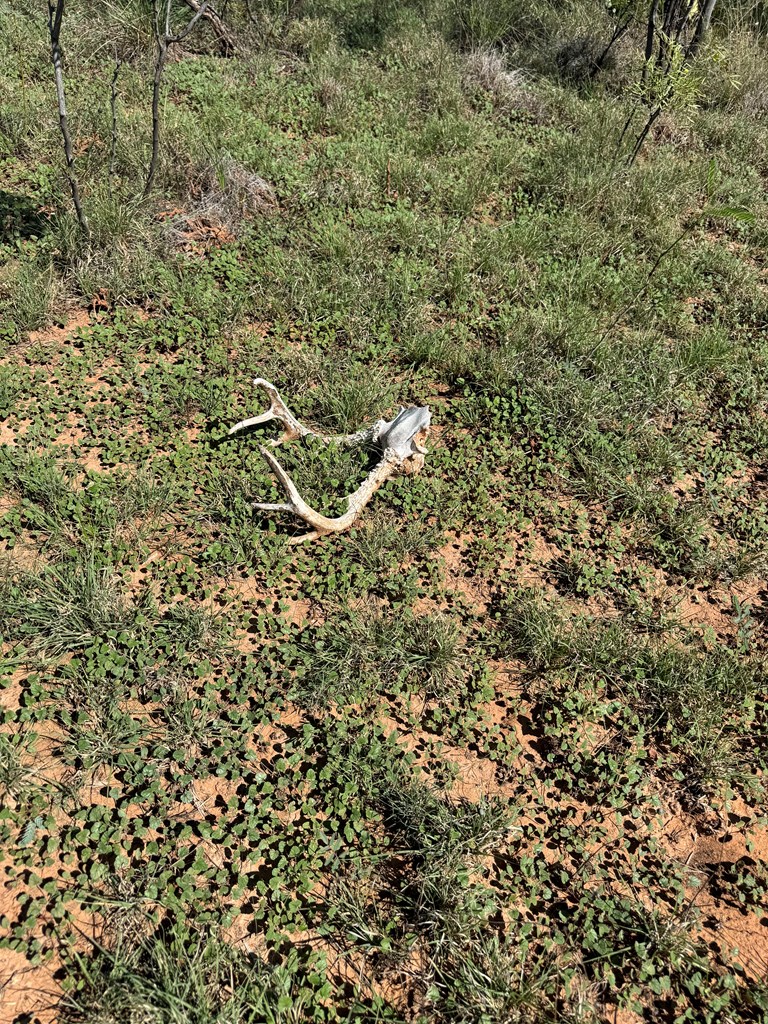 00003 Memorial Way, Snyder, Texas image 3