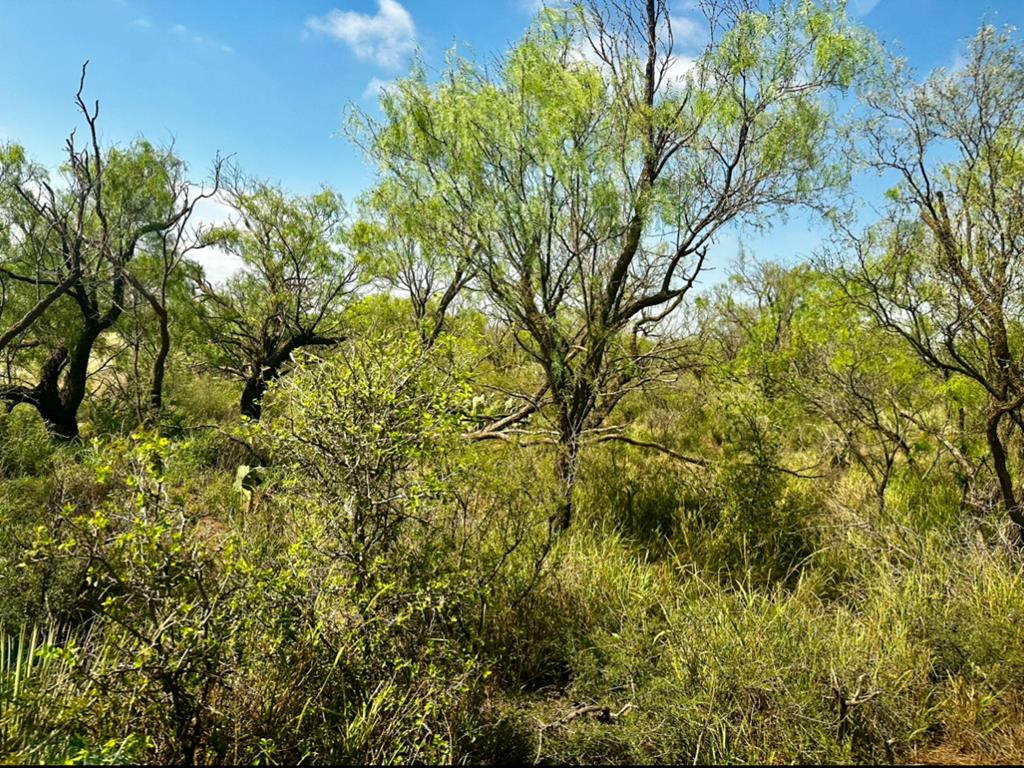 4699 Fm 2319, Loraine, Texas image 15