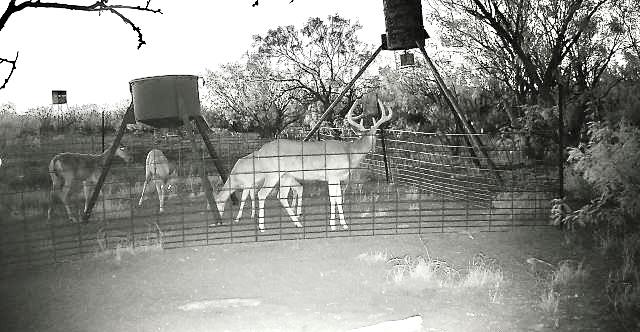 County Rd 243, Westbrook, Texas image 49