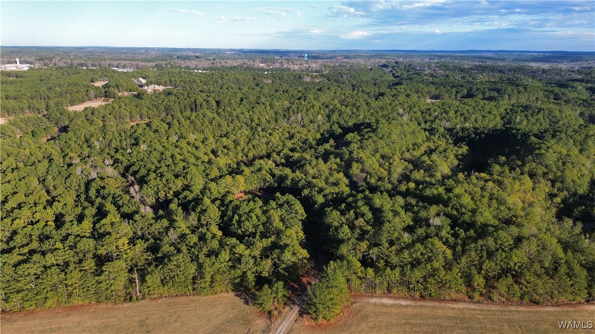 Chigger Ridge Rd, Brookwood, Alabama image 8