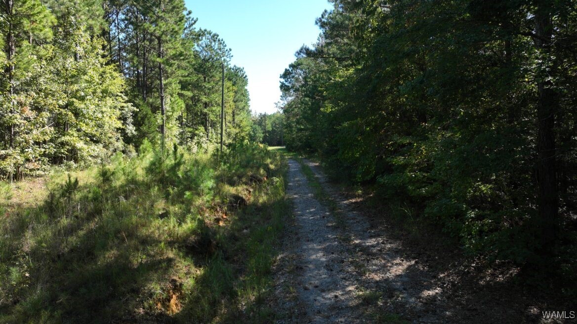 00001 Spring Road, Sweet Water, Alabama image 3