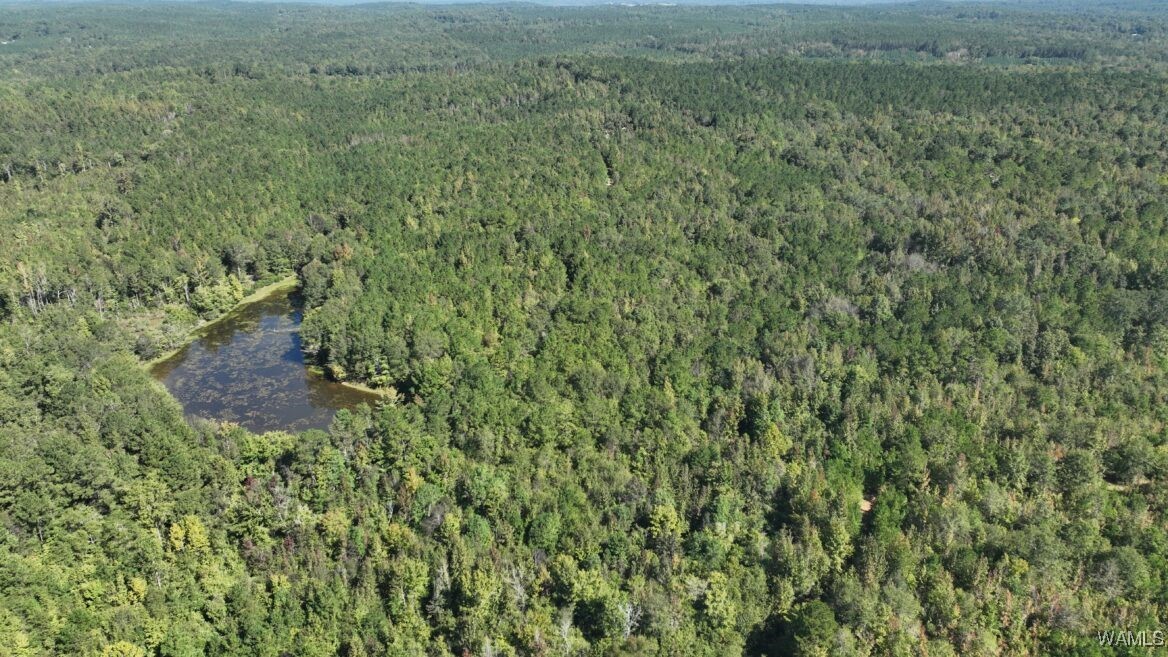 00001 Spring Road, Sweet Water, Alabama image 5