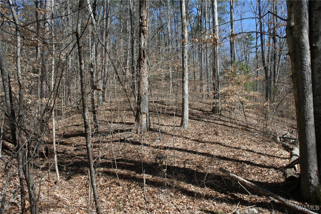 County Road 3068, Double Springs, Alabama image 11