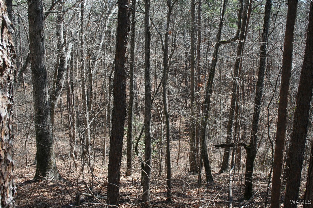 County Road 3068, Double Springs, Alabama image 2