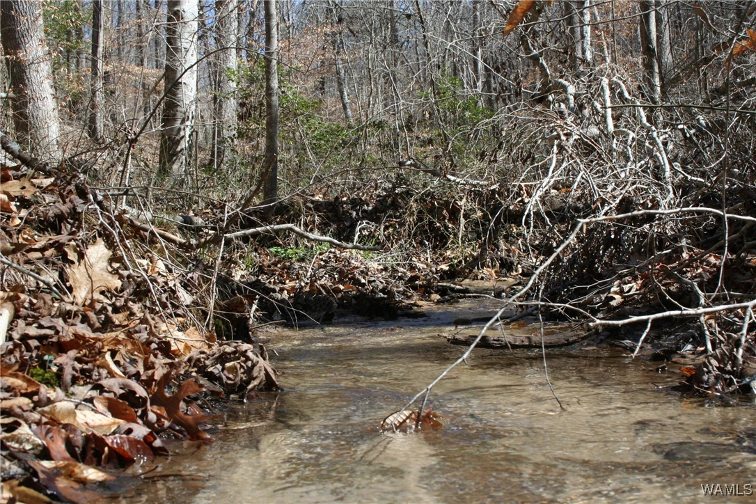 County Road 3068, Double Springs, Alabama image 9