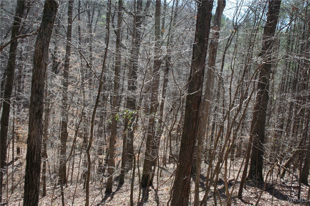County Road 3068, Double Springs, Alabama image 4