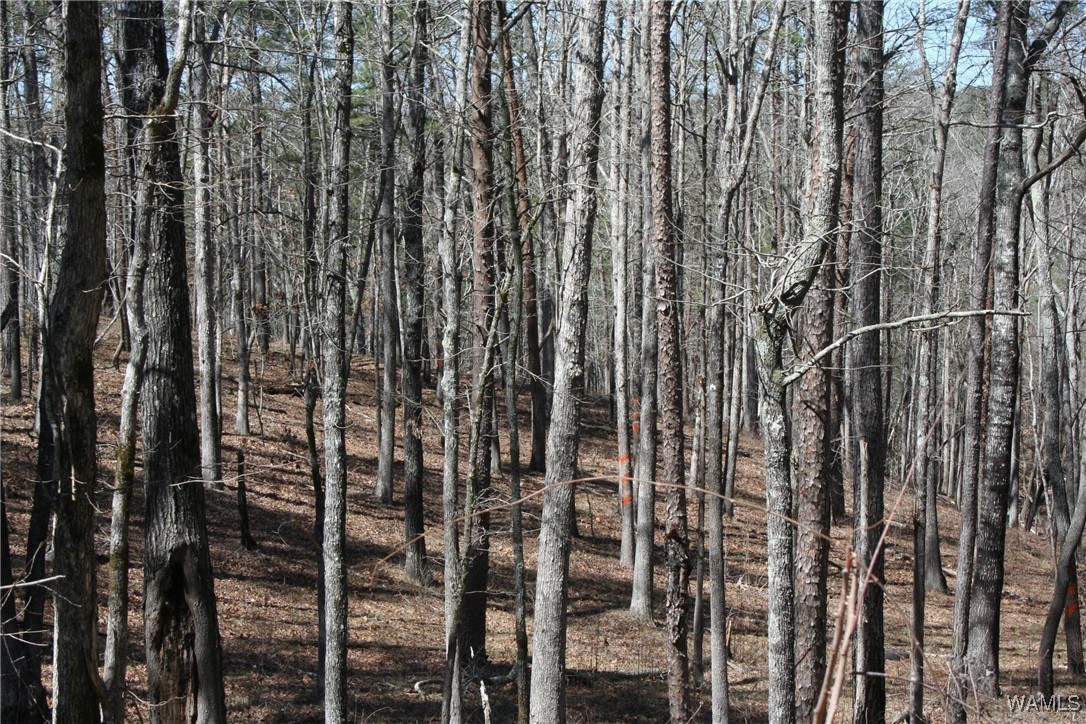 County Road 3068, Double Springs, Alabama image 13